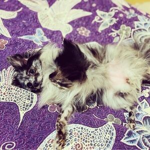 she’s just a cosmic girl